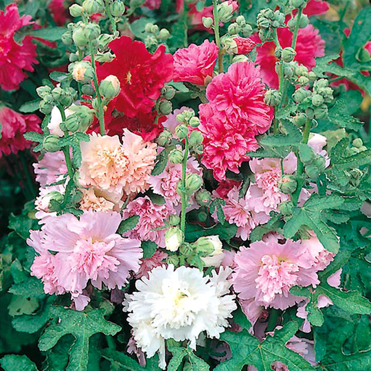 Stockros 'Majorette'
