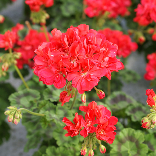 Zonalpelargon 'Eloise'