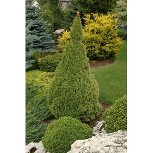 Sockertoppsgran 'Conica', 40-50 co 10-pack