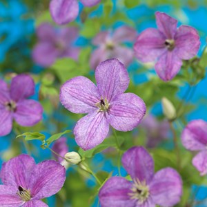 Klematis 'SoMany Lavender Flowers' PBR 3-pack