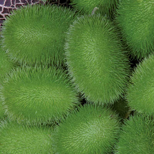 Prydnadsgurka 'Hedgehog'