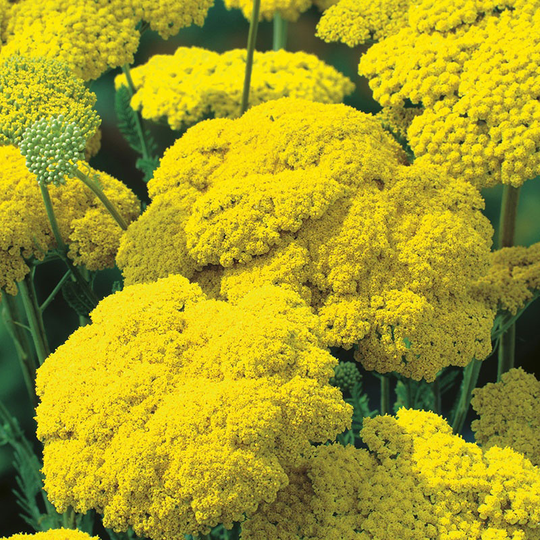 Praktröllika 'Gold Plate'
