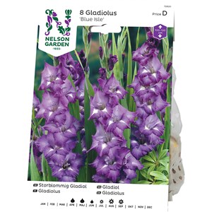 Vårlök Nelson Garden Gladiol Storblommig Blue Isle, Mörkblå