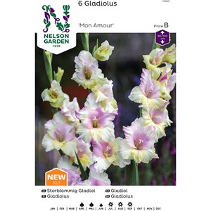 Vårlök Nelson Garden Storblommig gladiol Mon Amour Vit/rosa