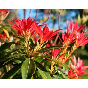 Eldröd buskrosling 'Forest Flame', 1-pack