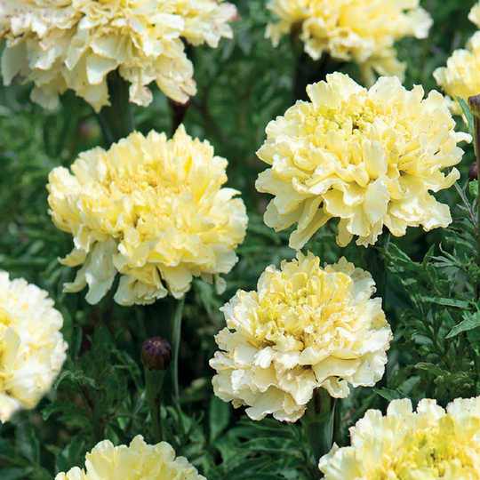 Stor tagetes 'Sugar & Spice White'