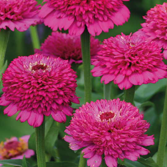 Zinnia 'Zinderella'