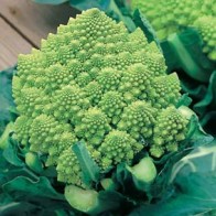 Broccolo 'Romanesco'