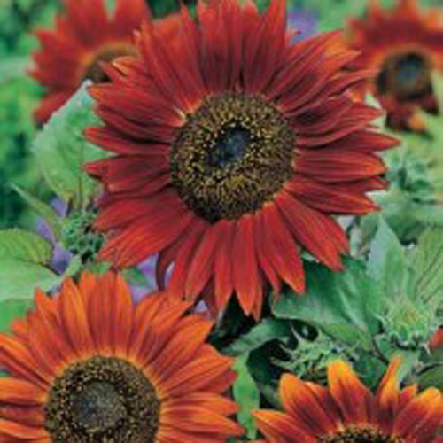 Solros 'Red Sun'