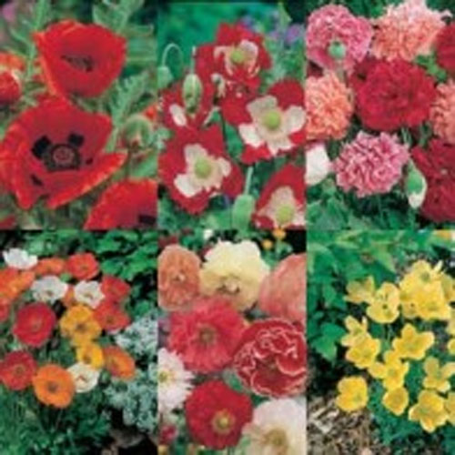 Vallmoblandning (Collection pack)