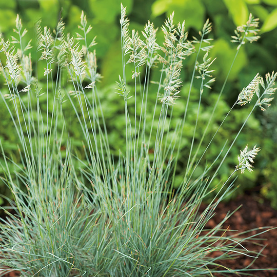 Blåsvingel 'Elijah Blue', 15-pack