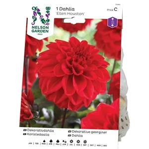 Vårlök Nelson Garden Dekorativdahlia Ellen Houston Låg, Röd
