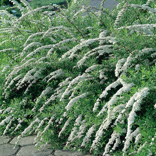 Norskspirea