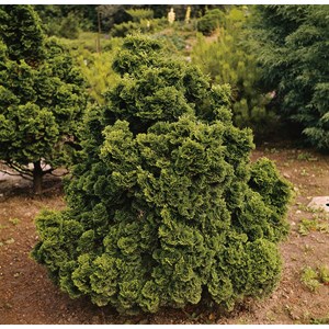 Japansk dvärgcypress 'Nana Gracilis', 20-25 cm 5-pack