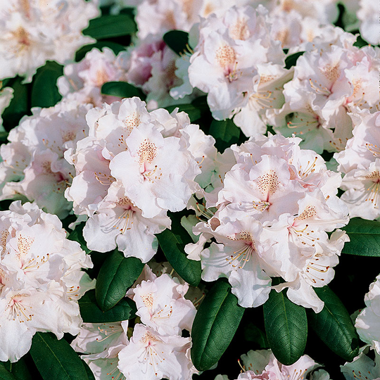 Rhododendron 'Schneekrone'