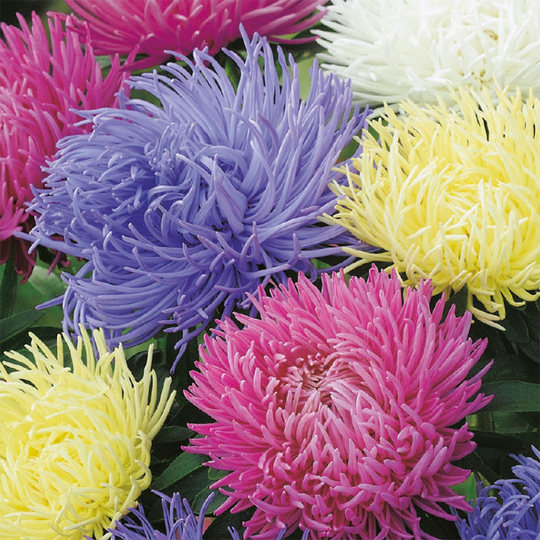 Aster 'Playtime'