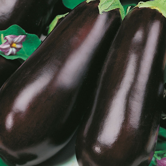 Aubergine 'Early Long Purple 2'
