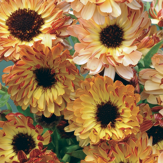 Ringblomma 'Sunset Buff'