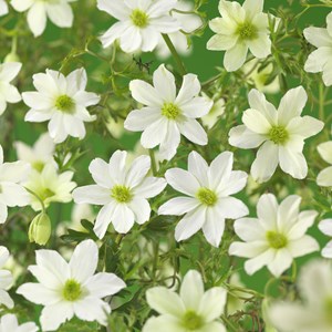 Klematis 'Early Sensation' 1-pack
