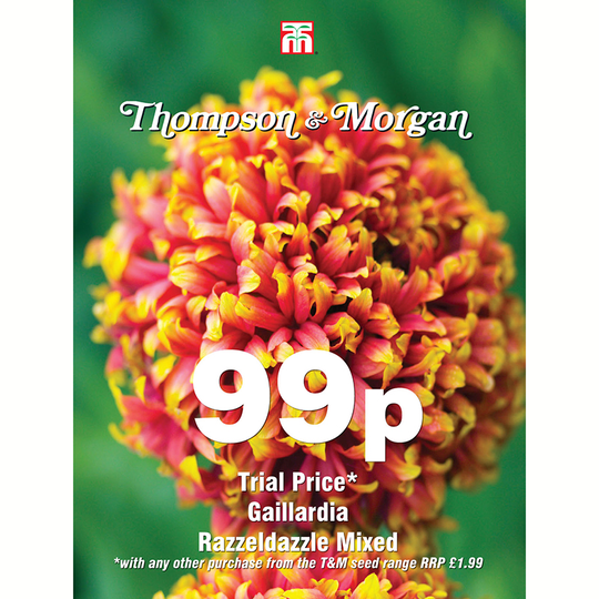 Sommarkokardblomster 'Razzeldazzle Mixed'