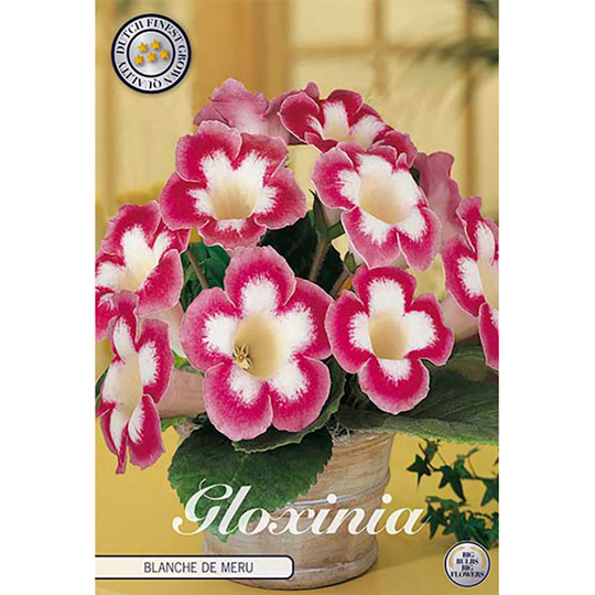 Gloxinia 'Blanche de Meru'
