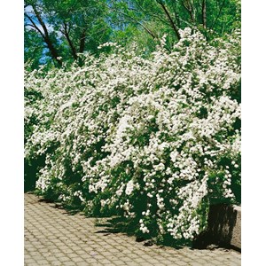 Bukettspirea vit CO 3-pack