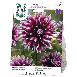 Vårlök Nelson Garden Kaktusdahlia Alauna Clair Obscur Hög