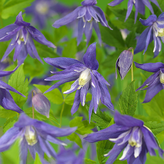 Klematis 'Maidwell Hall'