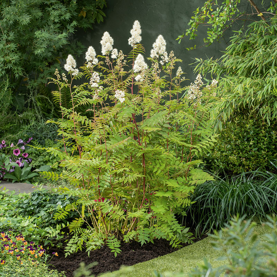 Liten rönnspirea 'Maia' E-planta, 10-pack