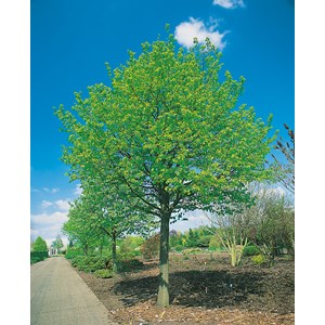 Skogslind 'Greenspire' 150-200 cm