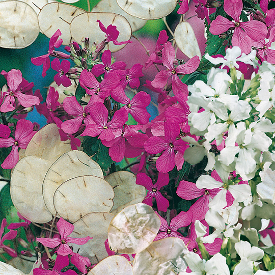 Judaspenningar 'Purple and White' mix