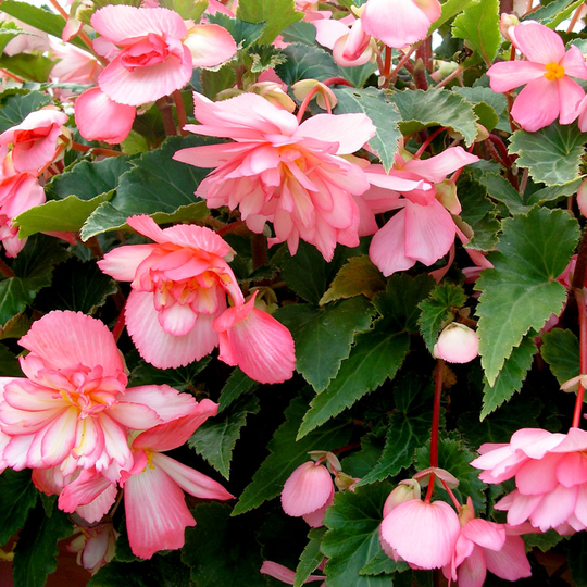 Knölbegonia ‘Chanson H Bicolour Pink and White’