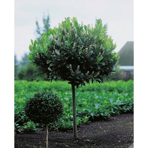 Lagerhägg Sh 80 cm co