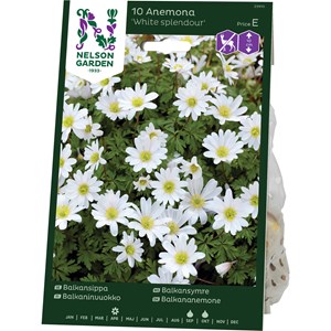 Höstlök Nelson Garden Balkansippa White Splendour Vit