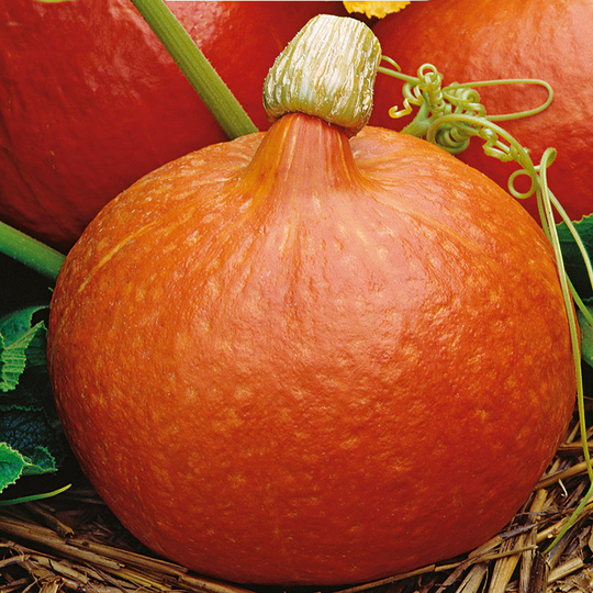 Jättepumpa 'Hokkaido Orange', ekologisk