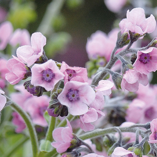 Kinesisk förgätmigej 'Mystery Rose'