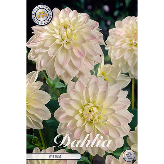 Dekorativdahlia 'Wittem'