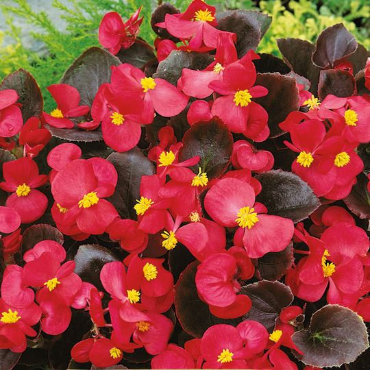 Sommarbegonia 'Broumov' F1