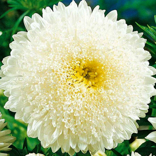 Aster Princess, white