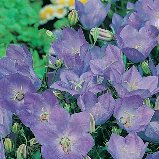 Karpaterklocka 'Blue'