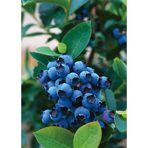 Hybrid blåbär 'North Country', 30-50 cm 3-pack