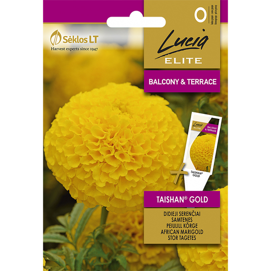 Stor tagetes 'Taishan Gold'