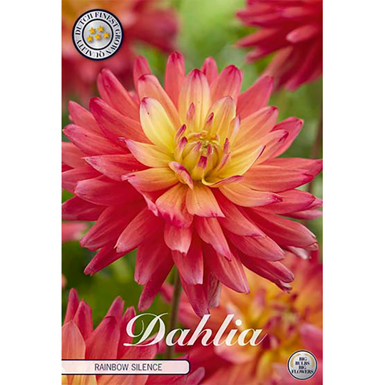 Dekorativdahlia 'Rainbow Silence'