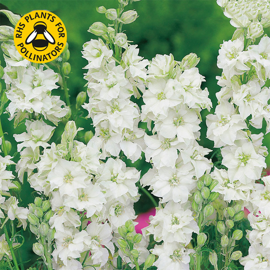 Romersk riddarsporre 'White King'