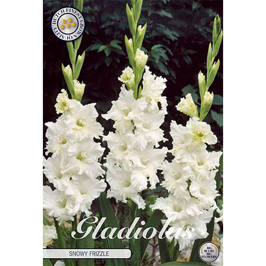 Gladiolus 'Snowy Frizzle'