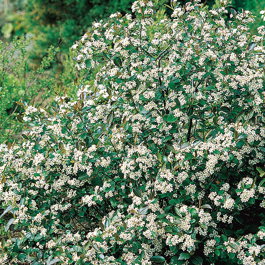 Svartaronia 'Hugin' E