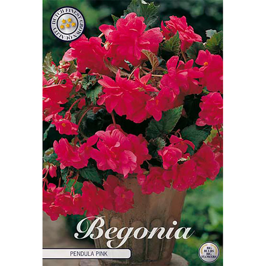 Hängbegonia 'Pink'