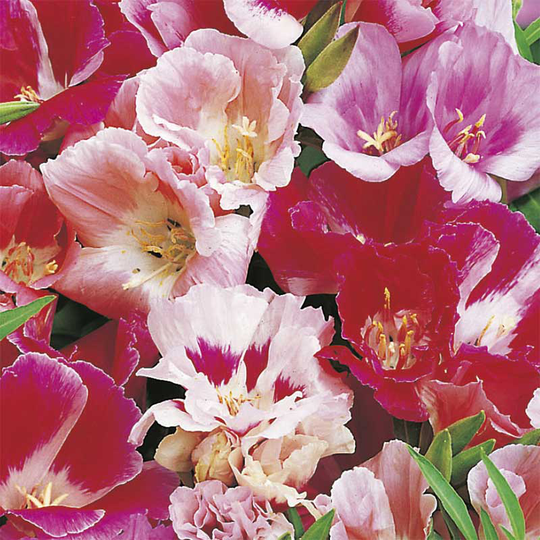 Atlasblomma 'Azalea Double Mix'