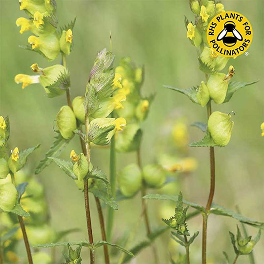 Ängsskallra 'Yellow Rattle'
