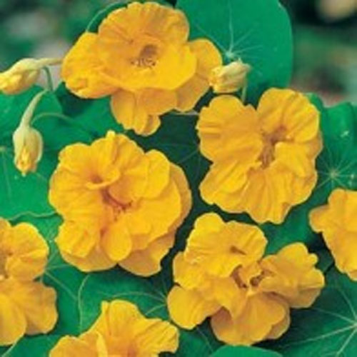Krasse 'Golden Jewel'
